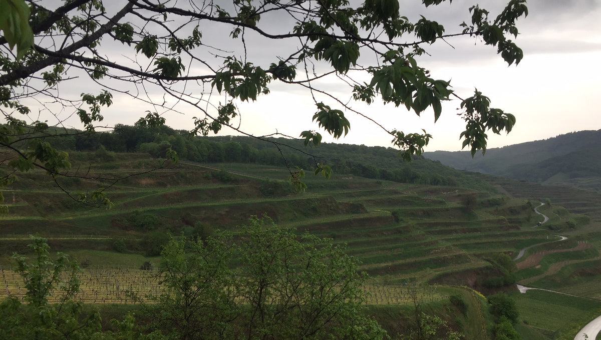 Reis Elzas, Baden en Pfalz